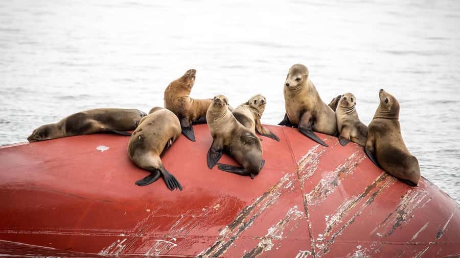 Long Beach: Whale and Dolphin Watching Cruise - Key things I’d plan around