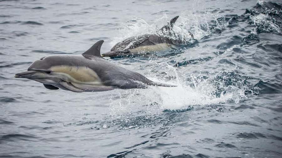 Long Beach: Whale and Dolphin Watching Cruise - First impressions: the Harbor Breeze catamaran setup