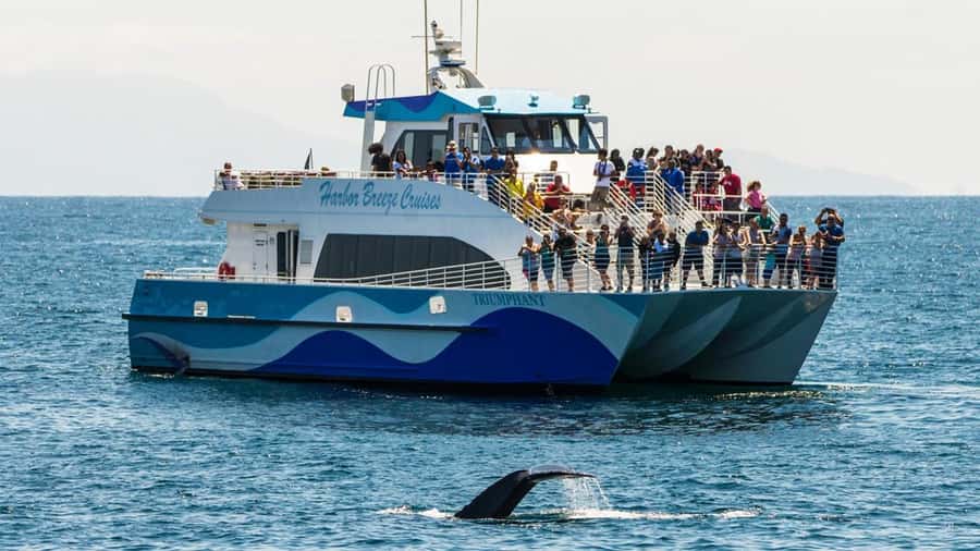 Long Beach: Whale and Dolphin Watching Cruise - The 150-minute flow: how the cruise uses the time