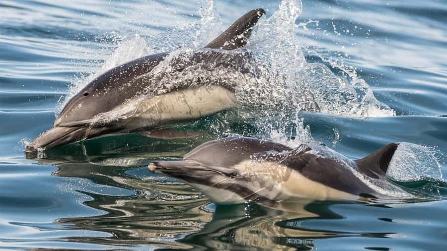 Long Beach: Whale and Dolphin Watching Cruise - Long Beach water views: the warm-up stretch that sets expectations