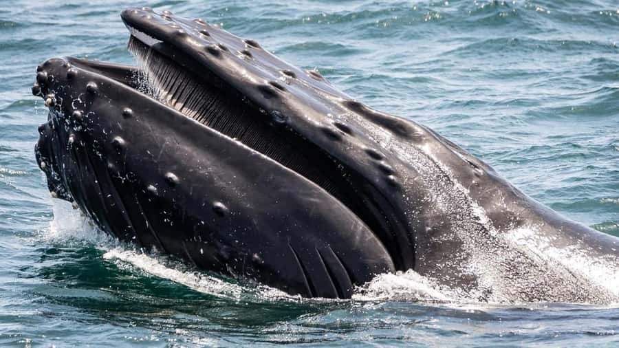 Long Beach: Whale and Dolphin Watching Cruise - San Pedro Breakwater: the practical sightseeing stop that also supports spotting