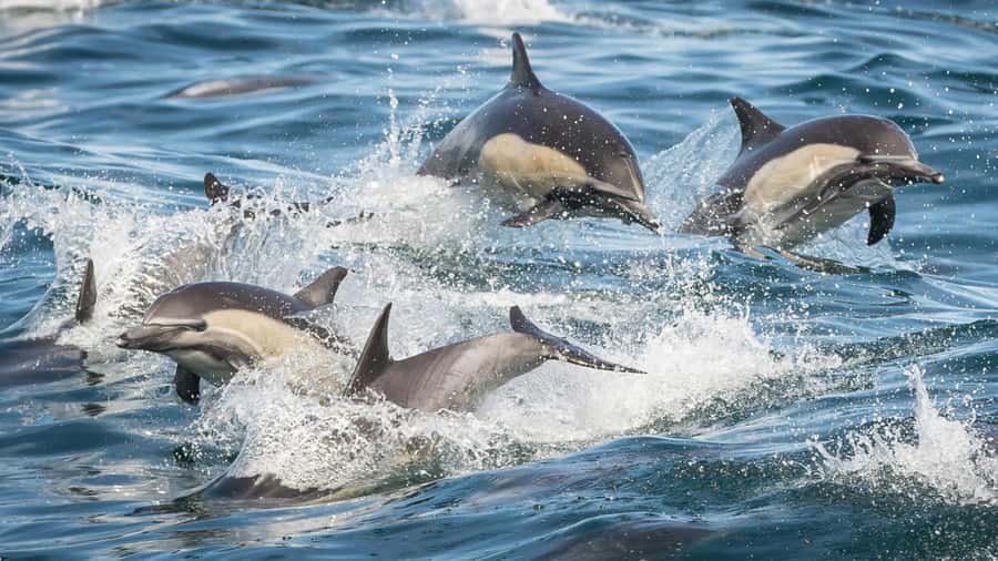 Long Beach: Whale and Dolphin Watching Cruise - Wildlife viewing: how the whale and dolphin search actually feels