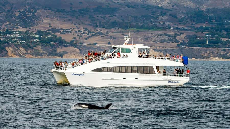 Long Beach: Whale and Dolphin Watching Cruise - What makes this tour feel “educational” instead of just scenic