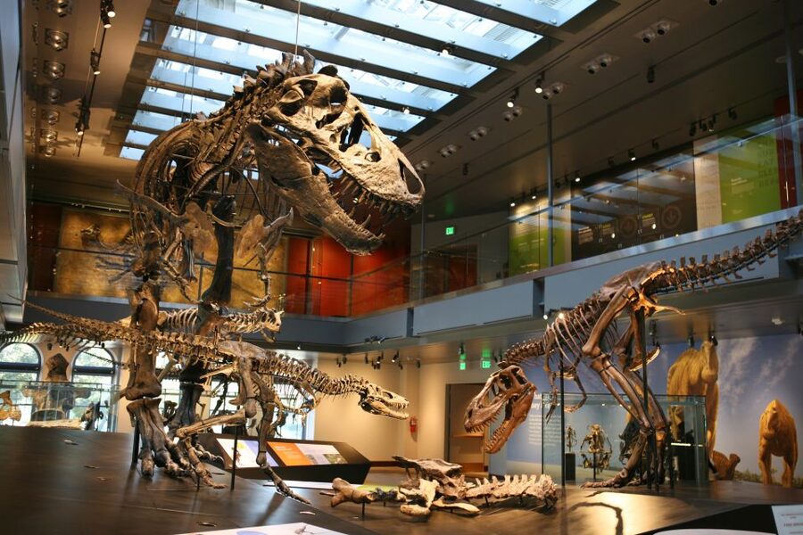 Los Angeles: Natural History Museum of LA Entry Ticket - How Long to Plan, What to Wear, and How to Pace Your Day