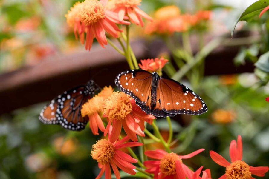 Los Angeles: Natural History Museum of LA Entry Ticket - Pricing and Ticket Options: Is $18 Good Value?