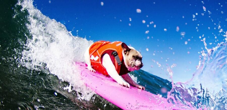 Los Angeles: Surfing Lesson in Venice Beach - Key Highlights You Actually Feel in the Water