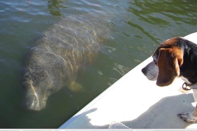 Lovers Key Guided Eco Tour-Mangrove Estuary - Key Highlights You Should Know Before You Go