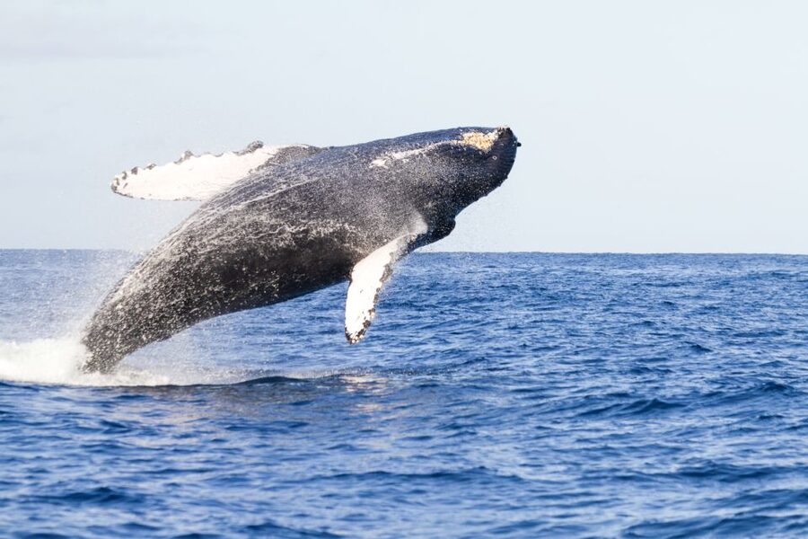 Ma'alaea Harbor: Whale Watching Tour Aboard Power Catamaran - Maalaea Harbor and the power catamaran setup that helps you actually see whales