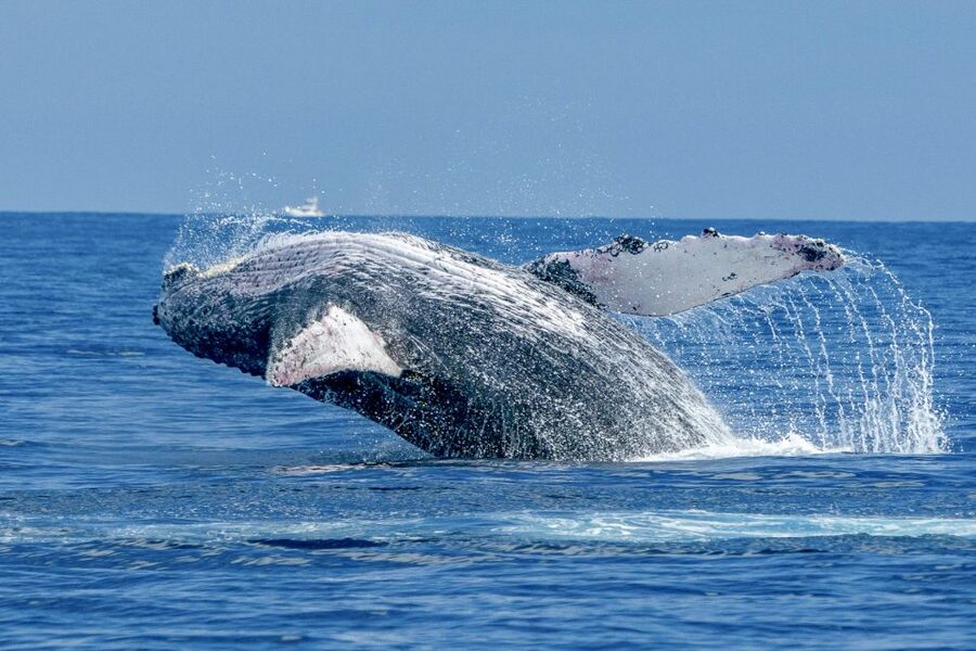 Ma'alaea Harbor: Whale Watching Tour Aboard Power Catamaran - The 2-hour cruise pattern: from Ma’alaea Bay out to where humpbacks surface