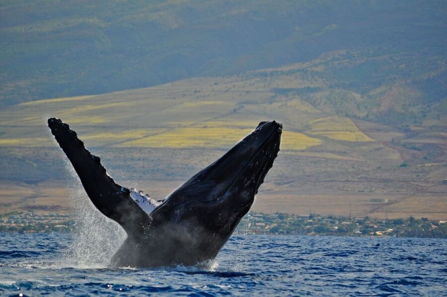 Ma'alaea Harbor: Whale Watching Tour Aboard Power Catamaran - What you’re actually watching for: fin and tail slaps, spy-hops, and breaches