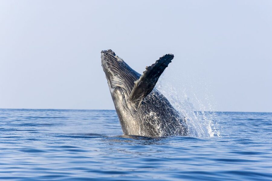 Ma'alaea Harbor: Whale Watching Tour Aboard Power Catamaran - Comfort and camera-friendly details on a spacious double-deck boat
