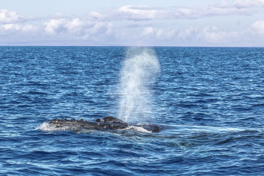 Ma'alaea Harbor: Whale Watching Tour Aboard Power Catamaran - Drinks, rules, and what $49 really covers