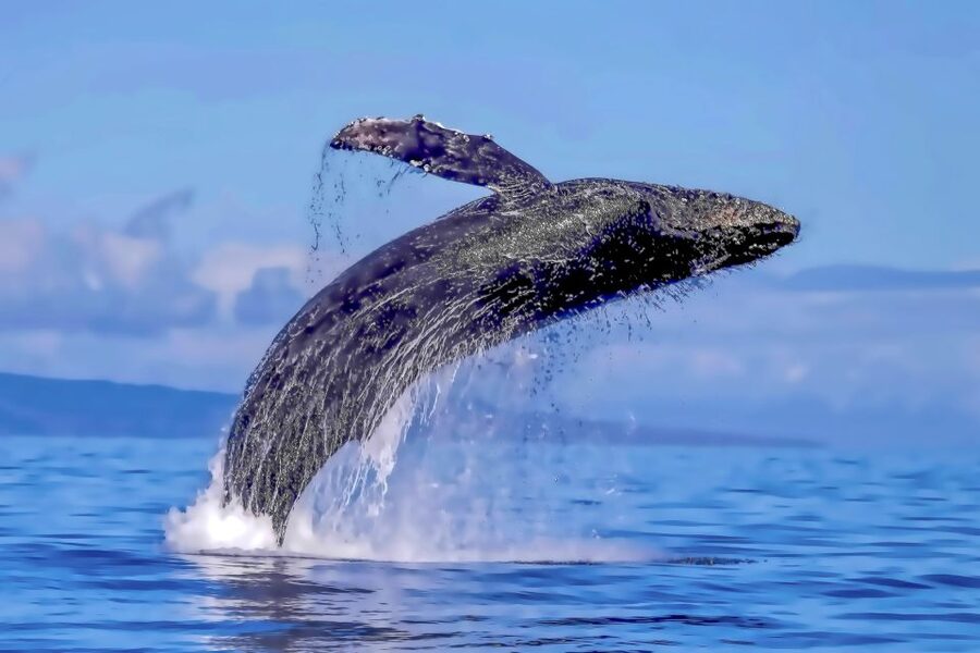 Ma'alaea Harbor: Whale Watching Tour Aboard Power Catamaran - Who this tour fits best, and who should plan differently
