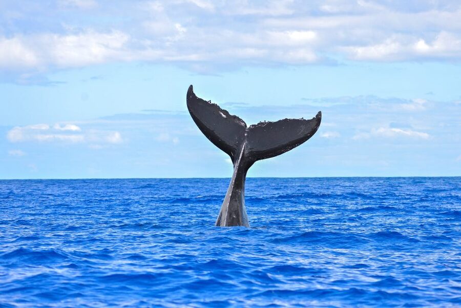 Ma'alaea Harbor: Whale Watching Tour Aboard Power Catamaran - Should you book this Maalaea whale watching power catamaran?
