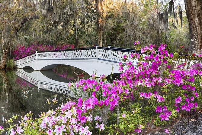 Magnolia Plantation Admission & Tour with Transportation from Charleston - Romantic Garden Walk: The Most Beautiful Part, Done with a Real Guide