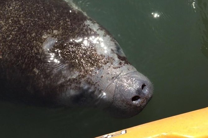 Manatee and Dolphin Kayaking Encounter - Quick Key Points Before You Paddle