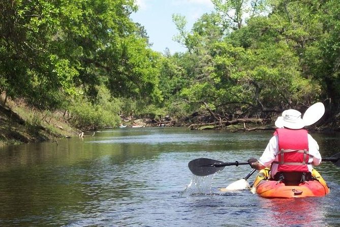 Manatee and Dolphin Kayaking Encounter - What Makes the Wildlife Encounters Feel Special