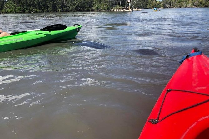 Manatee and Dolphin Kayaking Encounter - Weather, Water Conditions, and Your Comfort Plan
