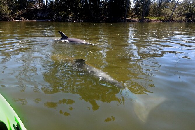 Manatee and Dolphin Kayaking Encounter - The 2-Hour Flow: What Happens on the Water