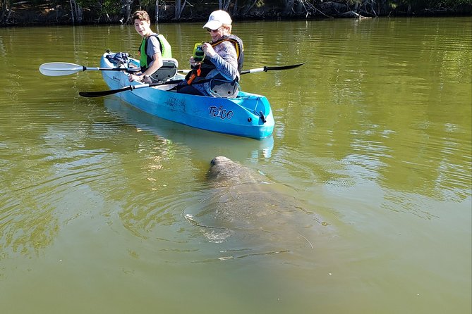 Manatee and Dolphin Kayaking | Wildlife Refuge (Titusville) - Haulover Canal is built for real wildlife encounters