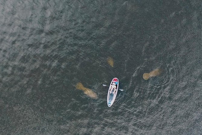 Manatee Season Clear Kayak Tour of Tarpon Springs - Manatee season timing in Tarpon Springs: when you get the best odds