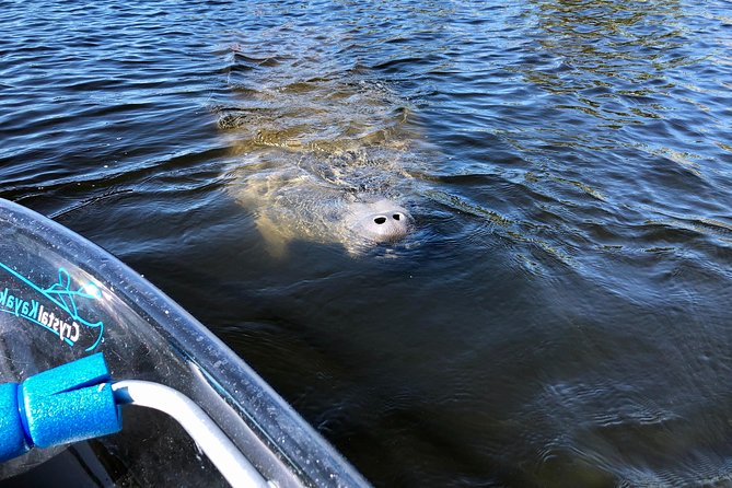 Manatee Season Clear Kayak Tour of Tarpon Springs - Stop 3, Spring Bayou and Golden Crescent: where manatees choose you back