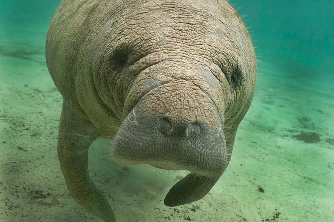 Manatee Sightseeing and Wildlife Boat Tour - Key Points You Should Know Before You Go