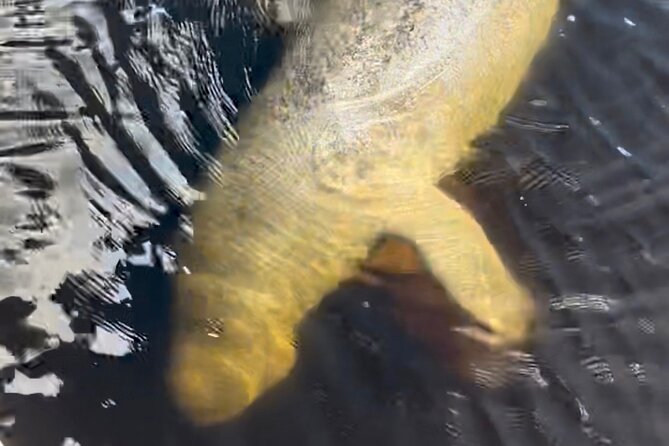 Manatee Sightseeing and Wildlife Boat Tour - Stop 1: Port of the Islands Marina, and What to Do While Waiting