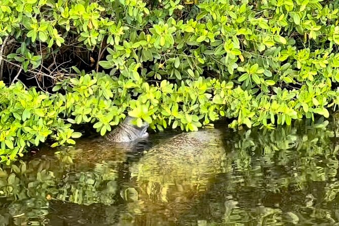 Manatee Sightseeing and Wildlife Boat Tour - Stop 2: The Wildlife Cruise, From Noses Up Close to Mangroves