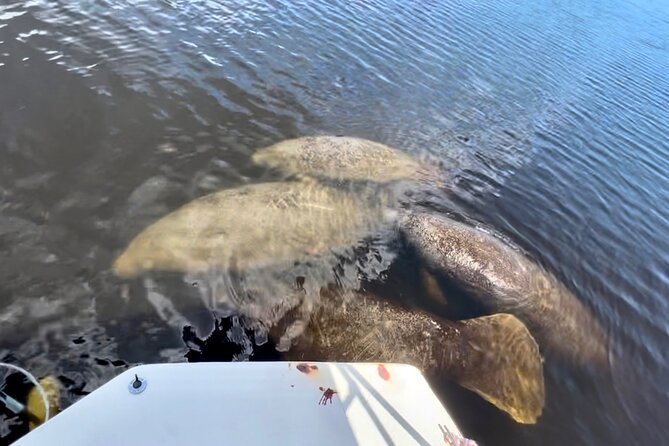 Manatee Sightseeing and Wildlife Boat Tour - Group Size, Family Fit, and Why the Tour Feels Personal