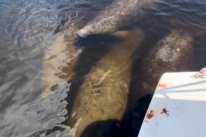 Manatee Sightseeing and Wildlife Boat Tour - Price and Value: What $69.99 Gets You (and What It Does Not)