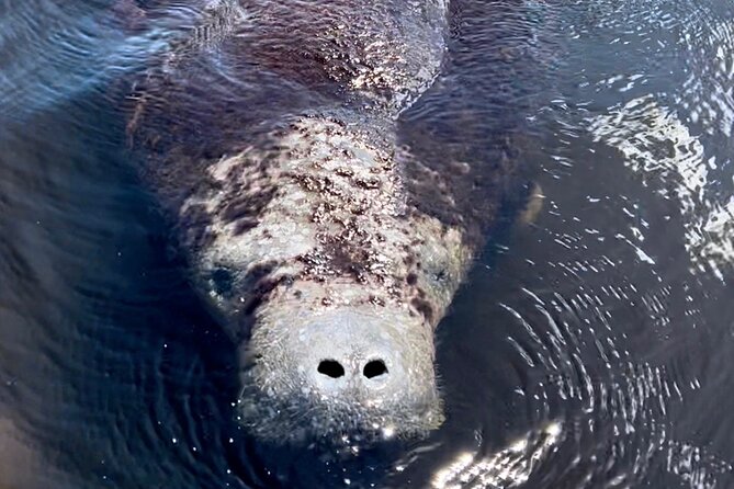 Manatee Sightseeing and Wildlife Boat Tour - How Your Captain Actually Finds Manatees (And Why 90 Minutes Works)