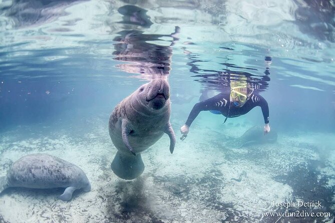 Manatee Snorkel Small Group Tour - Manatee time in 3 hours, and what that schedule means