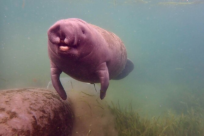 Manatee Snorkel Tour from American Pro Diving Center - Crystal River manatees, and why this trip works year-round