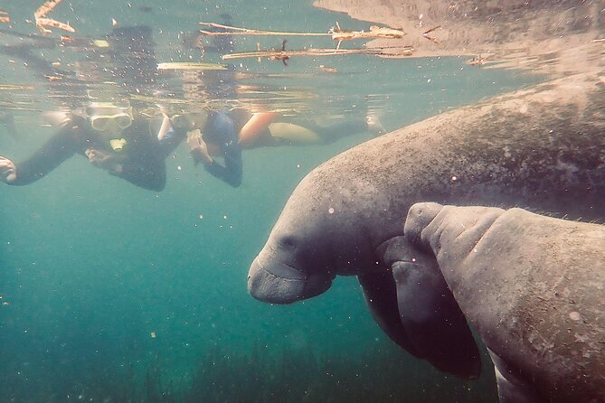 Manatee Snorkel Tour from American Pro Diving Center - How the time is spent in the springs circuit