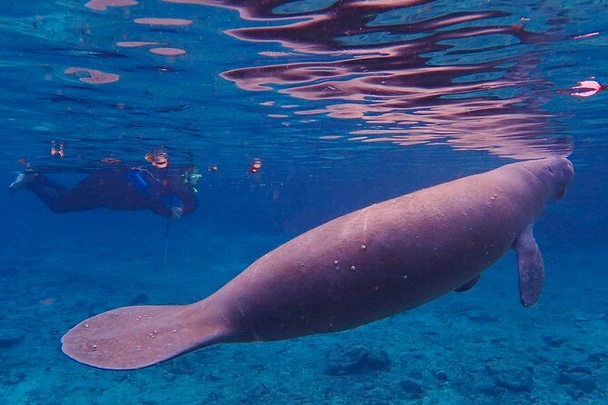 Manatee Snorkel Tour from American Pro Diving Center - In-water rules: passive encounters, not manatee chasing