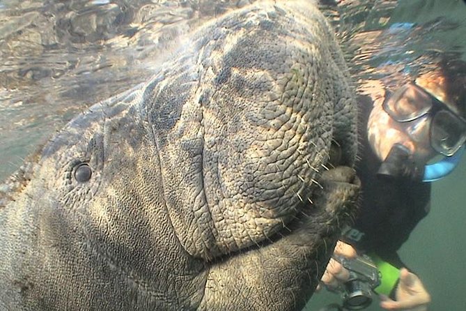 Manatee Snorkel Tour from American Pro Diving Center - Your guide and captain: the difference between seeing and really seeing