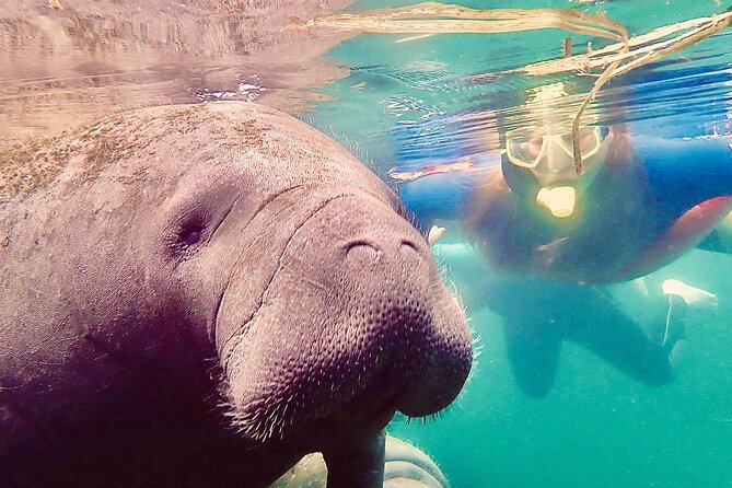 Manatee Snorkel Tour from American Pro Diving Center - Who should book this manatee snorkel trip?