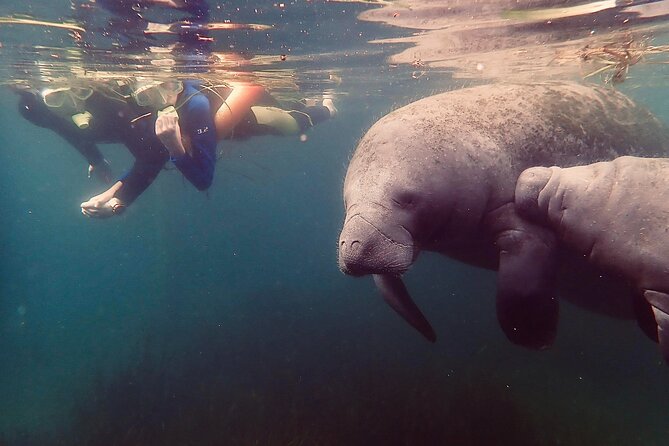 Manatee Snorkel Tour from American Pro Diving Center - Check-in at the American Pro center, then gear up without stress