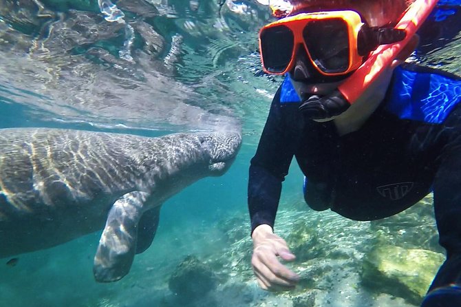 Manatee Swim Tour with In Water Photographer - Key Points To Know Before You Go