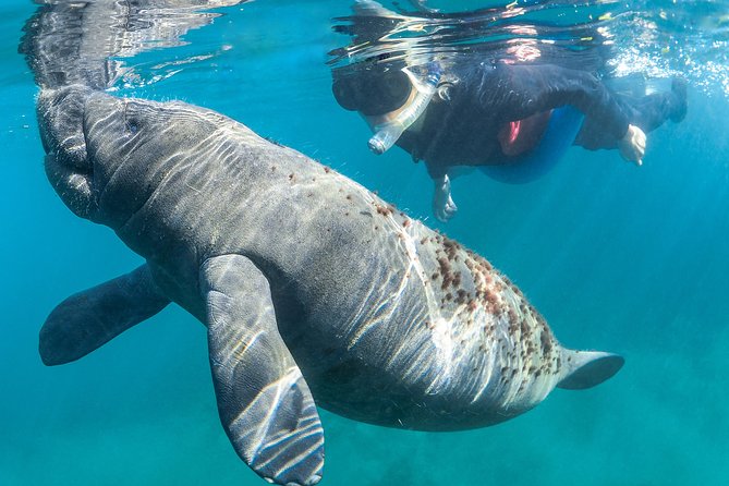 Manatee Swim Tour with In Water Photographer - Swimming With Manatees In Kings Bay: What It Feels Like