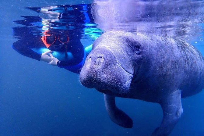 Manatee Swim Tour with In Water Photographer - After The Swim: Time Around Three Sisters Spring (If Included On Your Day)