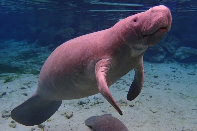 Manatee Swim Tour with In Water Photographer - The Boat Ride, The Captain, And Why Small Matters