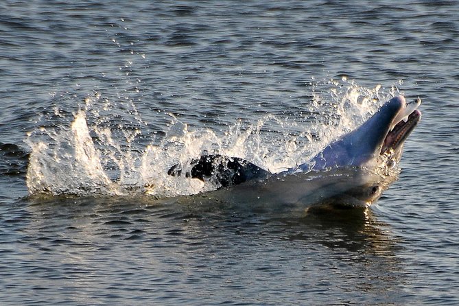 Mangrove Tunnels, Dolphins, Manatee Tour #1 Rated in Cocoa Beach - Key highlights worth your attention