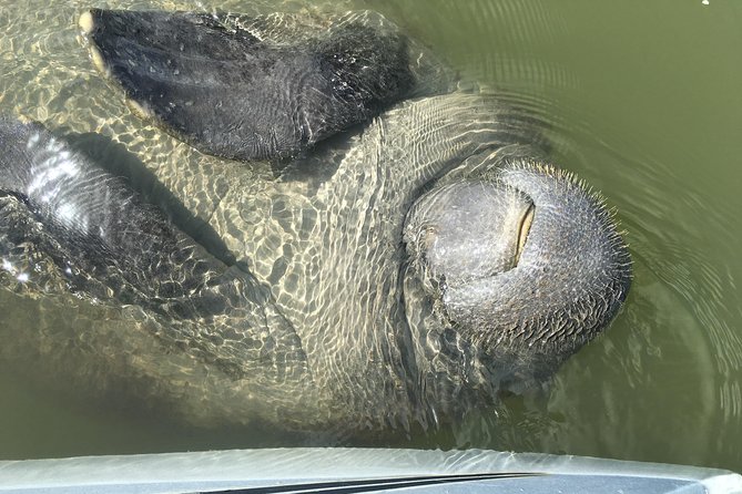 Mangrove Tunnels, Dolphins, Manatee Tour #1 Rated in Cocoa Beach - The practical stuff: what to pack for comfort