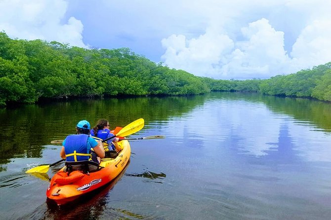 Mangroves and Manatees - Guided Kayak Eco Tour - Key Largo mangroves: what makes Tavernier Creek special
