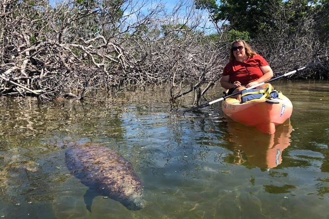 Mangroves and Manatees - Guided Kayak Eco Tour - On the water: mangrove habitat, shallow clear water, and what to watch