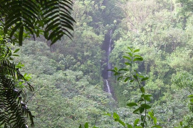 Manoa Falls Rainforest & Self-Guided Hike - Key Things You’ll Notice on the Manoa Falls Trail