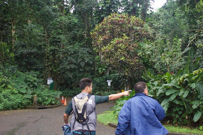Manoa Falls Rainforest & Self-Guided Hike - Why This Manoa Falls Hike Feels Worth Your Morning Time