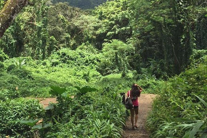 Manoa Falls Rainforest & Self-Guided Hike - Walking the Trail: Footbridge, Stream Crossings, and Eucalyptus Groves